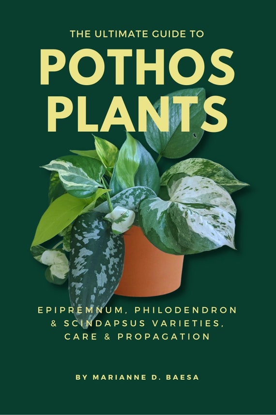 The Ultimate Guide to Pothos Plants: Epipremnum, Philodendron & Scindapsus  Varieties, Care and Propagation - Etsy