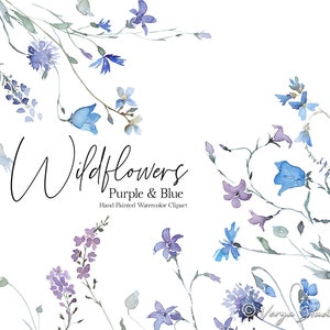 Flores Silvestres Aquarela Floral Clipart Flores Silvestres Clip Art Roxo Violeta Azul Centáureas Casamento Clipart Primavera Verão Outono Botânico PNG