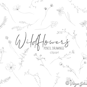 Imágenes prediseñadas de flores silvestres, arte lineal botánico, flores, hojas, ilustraciones de dibujos a lápiz florales minimalistas, arte lineal, gráficos de flores de boda PNG