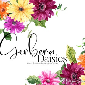 Aquarell Blumen Clipart Gerbera Gänseblümchen Clip Art Frühling Sommer Clipart Hochzeit Blumen Grafiken Blumensträuße Florale Tropfen PNG