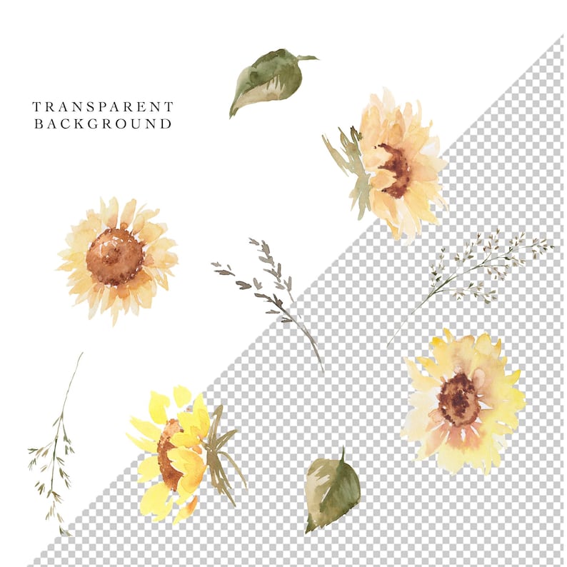 Sunflowers Clipart, Watercolor Fall Floral Clip Art, Yellow Flowers PNG, Summer Autumn PNG, 42 Botanical Elements Bundle image 4