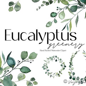 Eucalyptus Clipart Watercolor Greenery Clip Art Baby Blue Eucalyptus ...