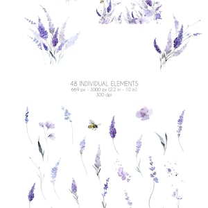 Pu&ograve; includere: Illustrazione ad acquerello di fiori di lavanda e api. L'illustrazione comprende sei mazzi di fiori di lavanda e 48 elementi individuali, tra cui api, fiori e foglie. L'illustrazione &egrave; su uno sfondo bianco.