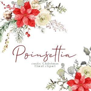 Poinsettia rustica Clipart floreale di Natale Fiori eleganti ad acquerello PNG Rose beige dorate Bacche Cotone Pino Eucalipto Bouquet invernale