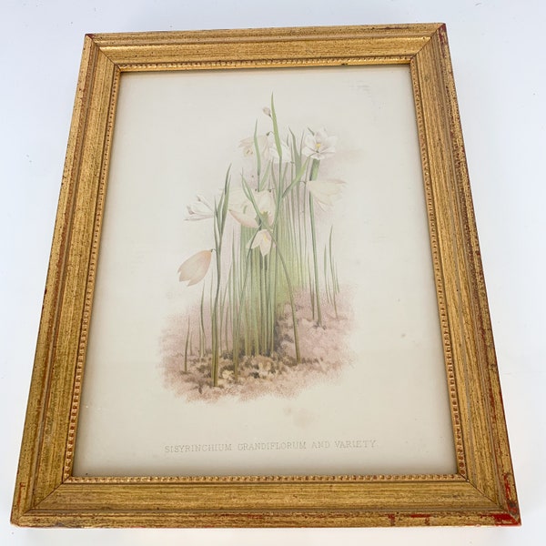 Vintage Joseph Paxton Botanical Flowers Sisyrinchium Print Framed Cottage Wall Art, romantic gallery wall