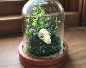 s24a Taxidermy Bat Glass Coffin display w Preserved Rose /& bat skull Display collectible specimen Oddity Oddities curiosity cabinet