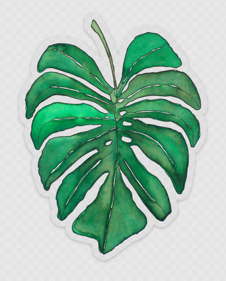 Op de afbeelding: Een enkel groen aquarel blad met een witte omtrek. Het blad heeft een grote centrale ader en verschillende kleinere aderen die er vanaf vertakken.