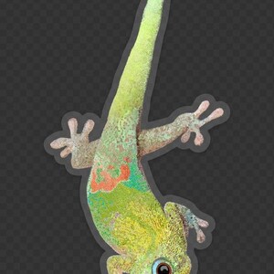 May include: A green gecko with orange and blue markings, hanging upside down with its tail curled up.