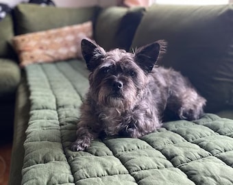 May include: A small, black and gray dog with a scruffy coat is lying on a green quilted couch.