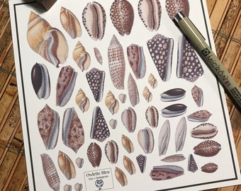 Seashell Sticker Set ( Journal / paper / scrapbook / collage / craft / shell / beach / seashore )