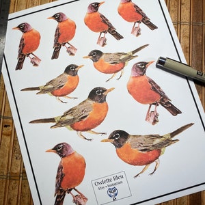 American Robin Sticker Set
