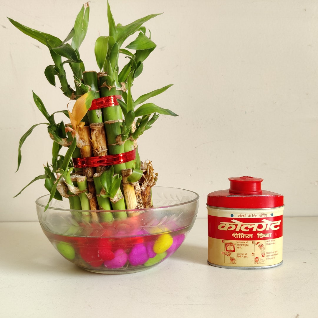 Colgate Rabbit Container Vintage Colgate Refill Can Advertising Tin Box | Colgate Tin Can ...