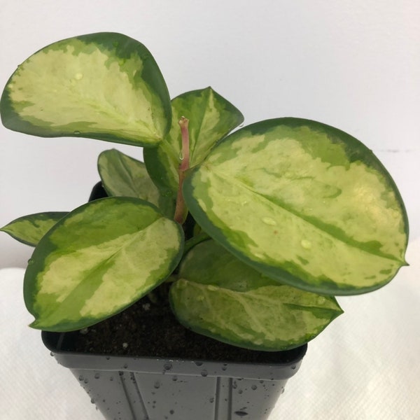 Hoya Australis Lisa Variegated