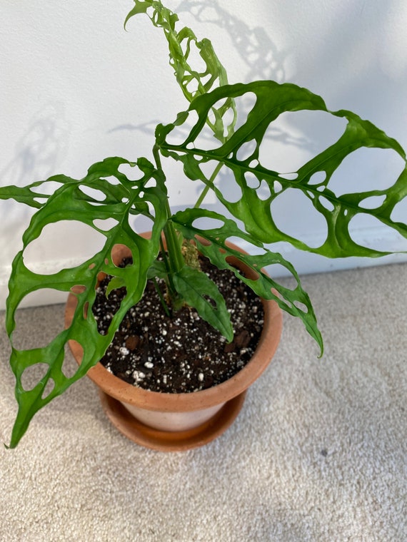 Monstera Obliqua peru with 3 grow points - matagrande.al.gov.br