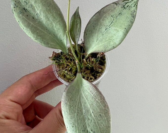 Hoya New Guinea Ghost Etsy Hoya New Guinea Ghost Etsy