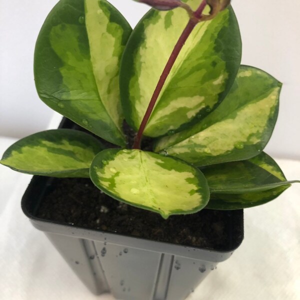 Hoya Australis Lisa Variegated