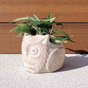 May include: A light pink ceramic owl planter with a detailed design. The planter is filled with green leafy plants.