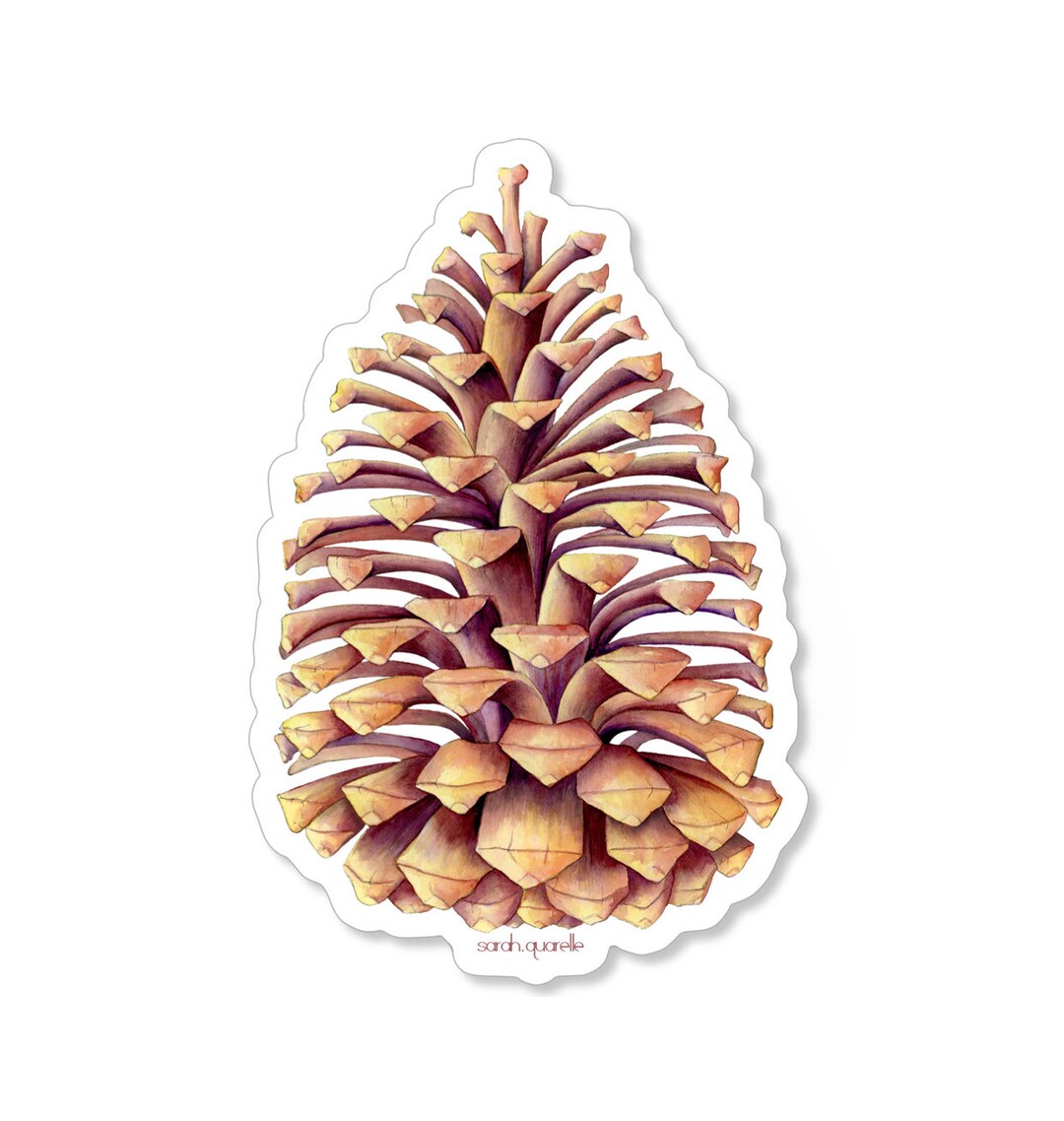 Con Fe Sticker Pine Cone Sticker - Etsy