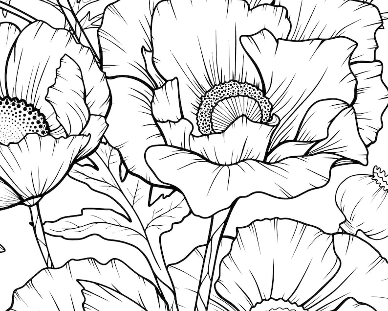 Printable Adult Coloring Page, Flower Coloring Page for Adults, Poppies ...