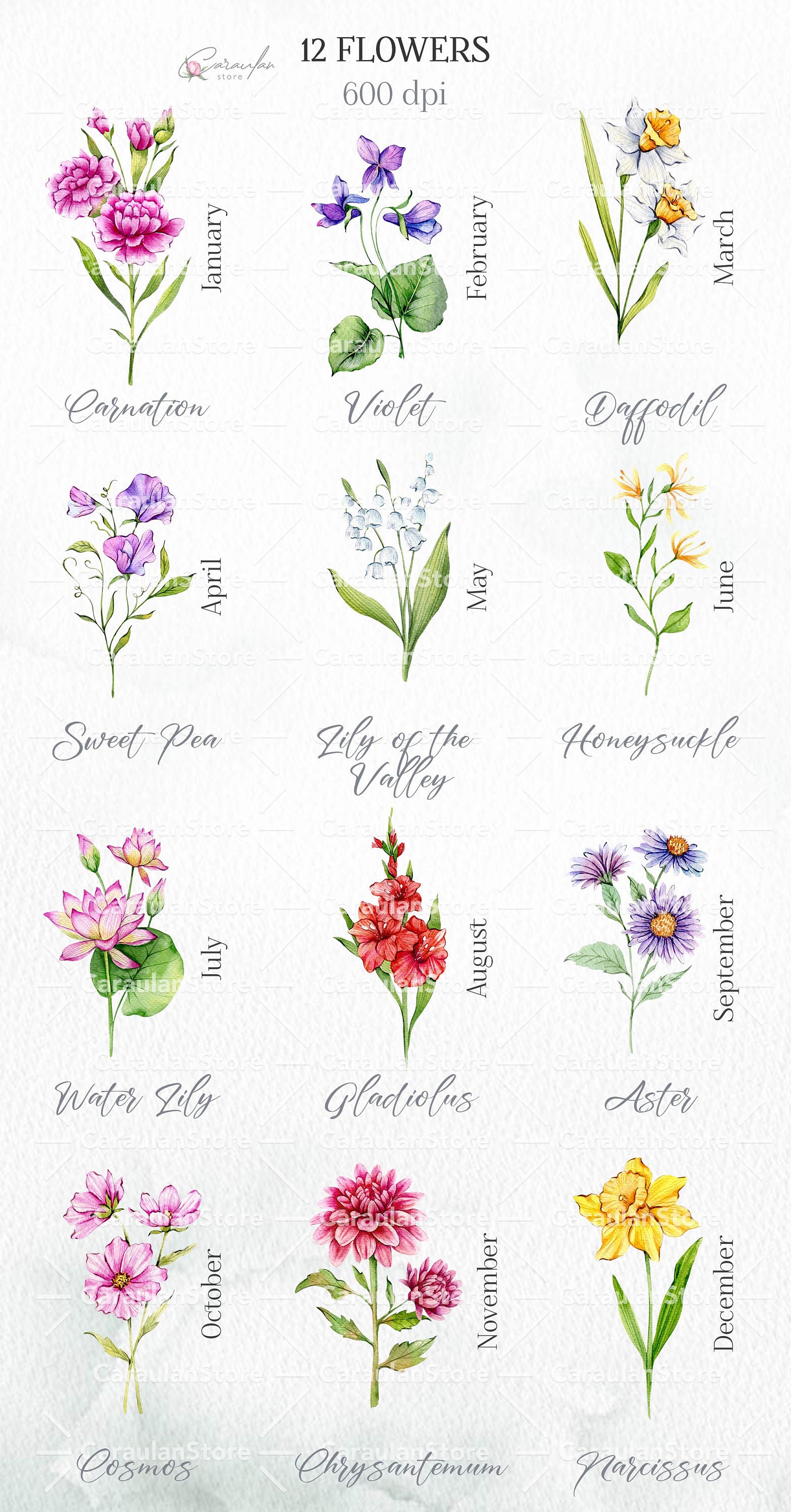 Birth Month Flower Clipart, Watercolor Birth Flowers, Birth Month