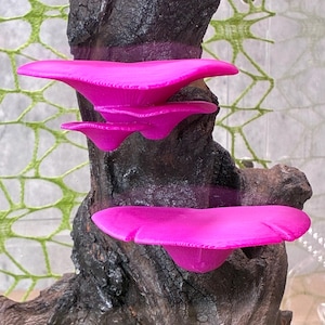 May include: Bright pink oyster mushrooms growing on a dark, textured piece of wood. The mushrooms have a fan-like shape and are a vivid colour. The wood has a rough, bark-like appearance, with a dark, almost burnt, texture.