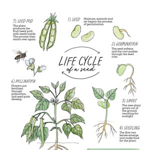 Life Cycle of a Seed Nature Journaling Pack - Homeschool Printable Charlotte Mason Nature Study