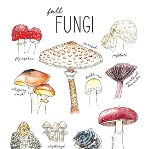 Fall Fungi Nature Journaling Mini Pack - Charlotte Mason, Homeschool, Mushroom, Nature Study