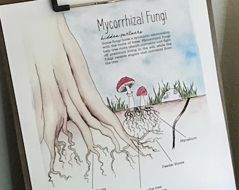 Mycorrhizal Fungi Poster - Charlotte Mason Nature Printable