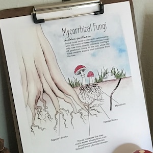 Mycorrhizal Fungi Poster - Charlotte Mason Nature Printable