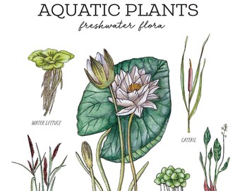 Aquatic Plants Nature Journaling Pack - Homeschool Printable Charlotte Mason Water Lily