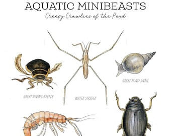 Aquatic Minibeasts Nature Journaling Pack - Homeschool Printable Charlotte Mason Insects