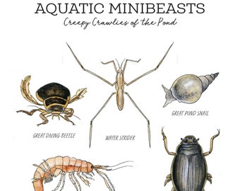 Aquatic Minibeasts Nature Journaling Pack - Homeschool Printable Charlotte Mason Insects