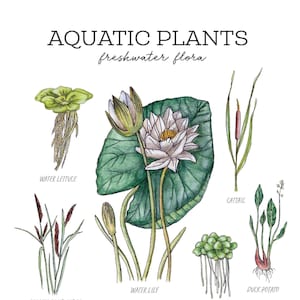 Aquatic Plants Nature Journaling Pack - Homeschool Printable Charlotte Mason Water Lily