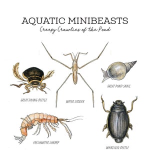 Paquete de diario de naturaleza de minibeasts acuáticos - Insectos Charlotte Mason imprimibles en casa