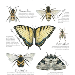 May include: An illustrated guide to garden pollinators, featuring a honey bee, mason bee, bumblebee, tiger swallowtail butterfly, paper wasp, and carpet moth. Each insect is depicted with its name and a brief description of its role in pollination.