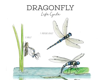 Dragonflies Nature Journaling Pack - Homeschool Printable Nature Study Charlotte Mason