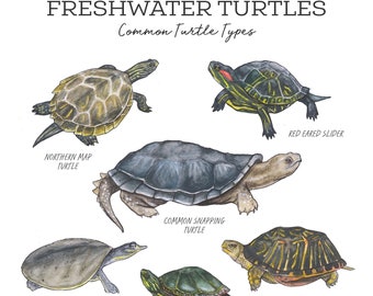 Freshwater Turtles Nature Journal Pack - Homeschool Printable Charlotte Mason