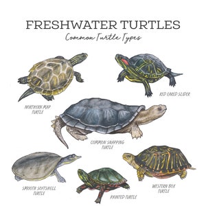 Paquete de diario de naturaleza de tortugas de agua dulce - Charlotte Mason imprimible para educación en el hogar
