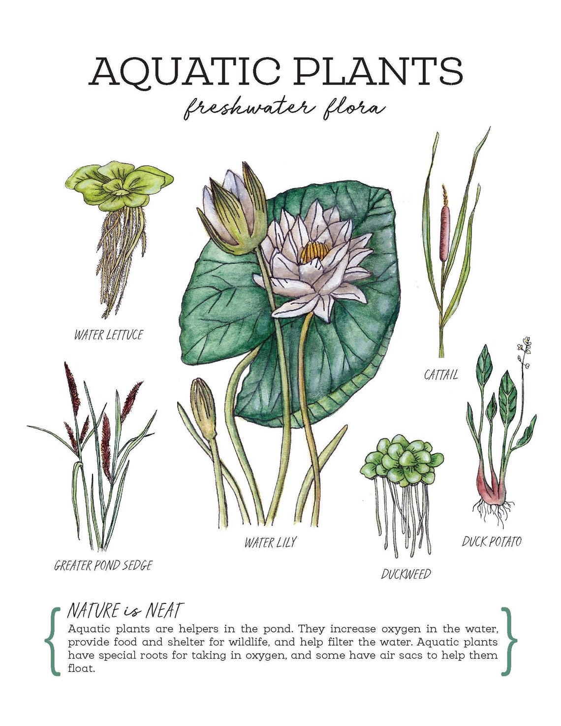 Aquatic Plants Nature Journaling Pack Homeschool Printable | Etsy