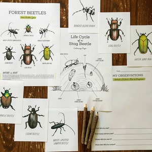 Forest Beetles Nature Journaling Pack - Homeschool Printable Nature Study Charlotte Mason