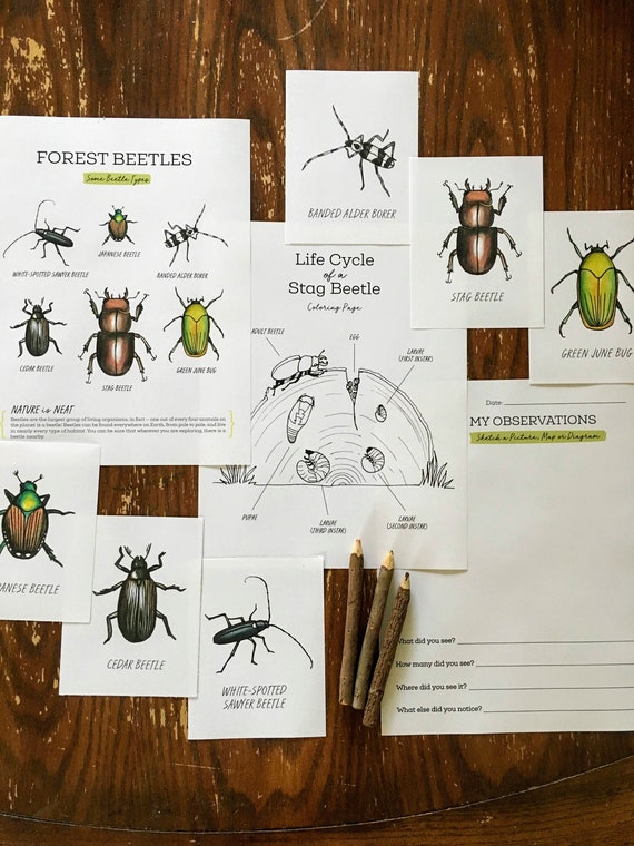 Forest Beetles Nature Journaling Pack - Homeschool Printable Nature Study Charlotte Mason