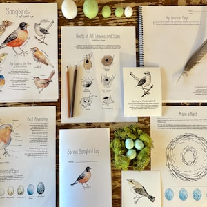 UPDATED Spring Songbirds Mini Nature Study - Nesting Birds Nature Study Charlotte Mason Homeschool