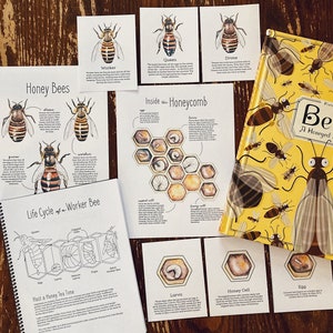 Pode incluir: Um conjunto de cart&otilde;es educativos sobre abelhas, incluindo ilustra&ccedil;&otilde;es da rainha, do zang&atilde;o e da oper&aacute;ria, bem como o ciclo de vida de uma oper&aacute;ria. Os cart&otilde;es apresentam ilustra&ccedil;&otilde;es em aquarela e texto sobre os diferentes pap&eacute;is das abelhas em uma colmeia.