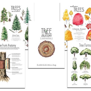 PACCHETTO Tree Nature Study - Charlotte Mason, Unit Study