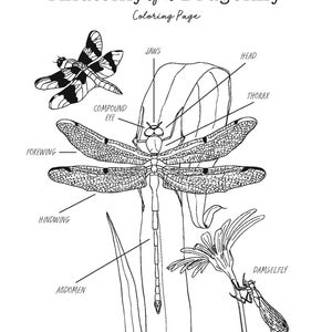 May include: A black and white line drawing of a dragonfly with labels for its body parts, including the head, thorax, abdomen, forewing, hindwing, compound eye, and jaws. The text "Anatomy of a Dragonfly Coloring Page" is at the top of the image.