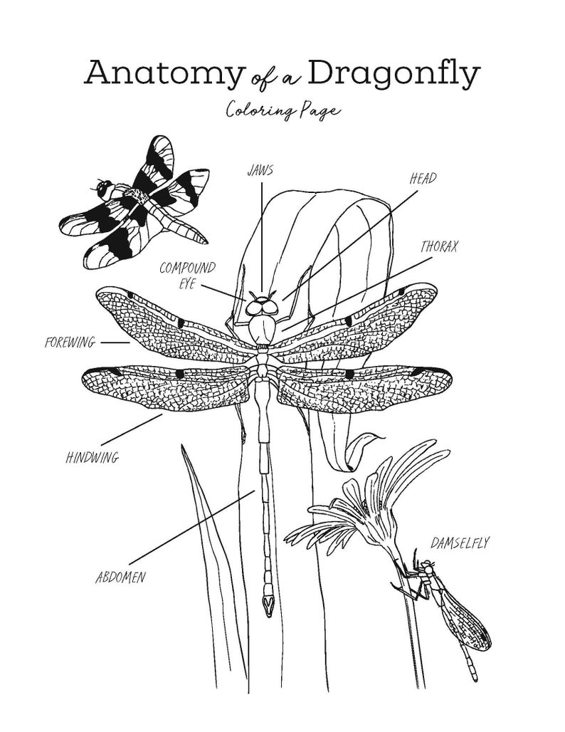 May include: A black and white line drawing of a dragonfly with labels for its body parts, including the head, thorax, abdomen, forewing, hindwing, compound eye, and jaws. The text "Anatomy of a Dragonfly Coloring Page" is at the top of the image.