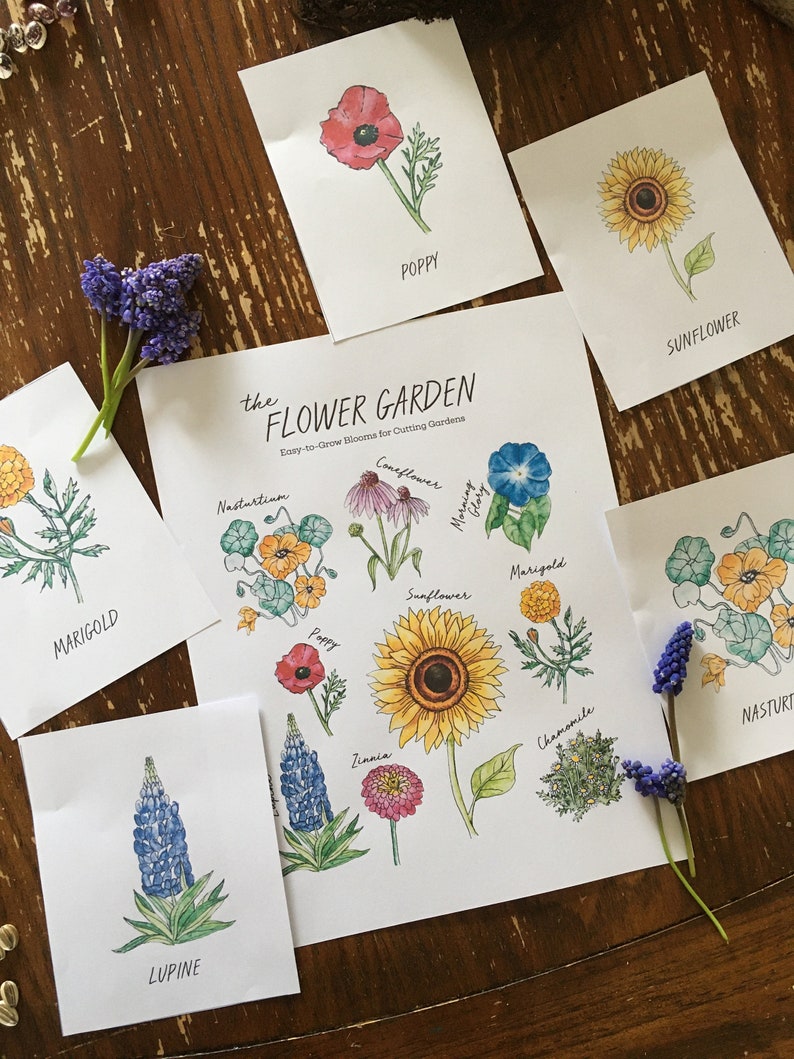 May include: A printable chart with illustrations of different flowers, including a sunflower, poppy, marigold, lupine, and zinnia. The chart is titled "The Flower Garden: Easy-to-Grow Blooms for Cutting Gardens".