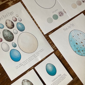 Unidad de huevos de aves de traspatio de América del Norte, Estudio de la naturaleza de Charlotte Mason