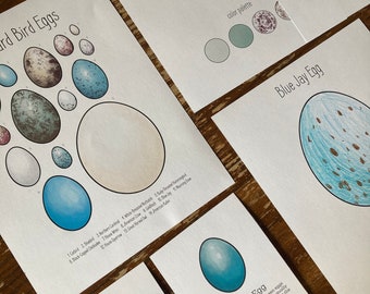 North American Backyard Bird Eggs Unit, Charlotte Mason Nature Study