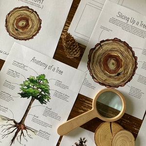 May include: A colorful illustration of a tree's anatomy, showing the roots, trunk, branches, leaves, and emergent layer. The illustration is accompanied by text explaining each part of the tree. The text includes the words "Tree Anatomy", "Slicing Up a Tree", and "Bark in".